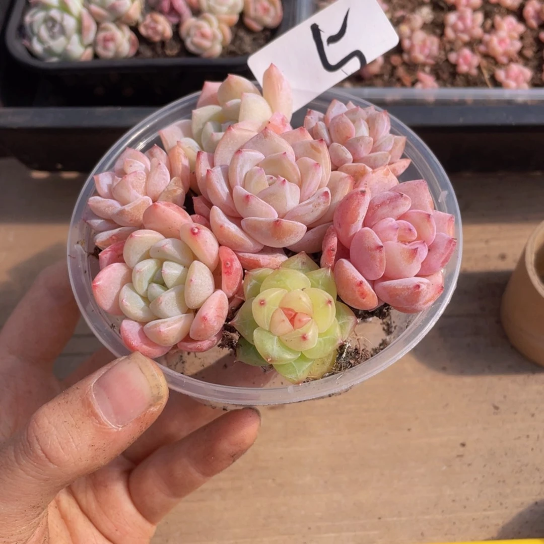 白*子多肉植物多肉植物 5