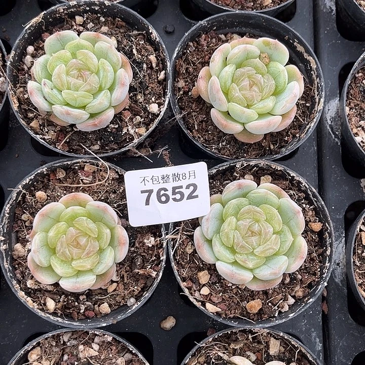 阿雅园艺。         7652白恋四颗