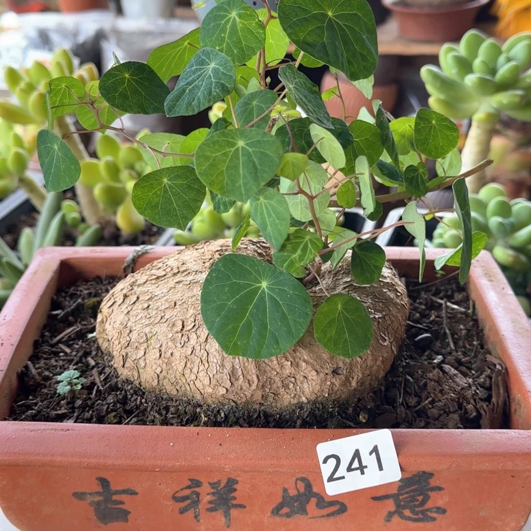 241号 一物一拍一物一拍