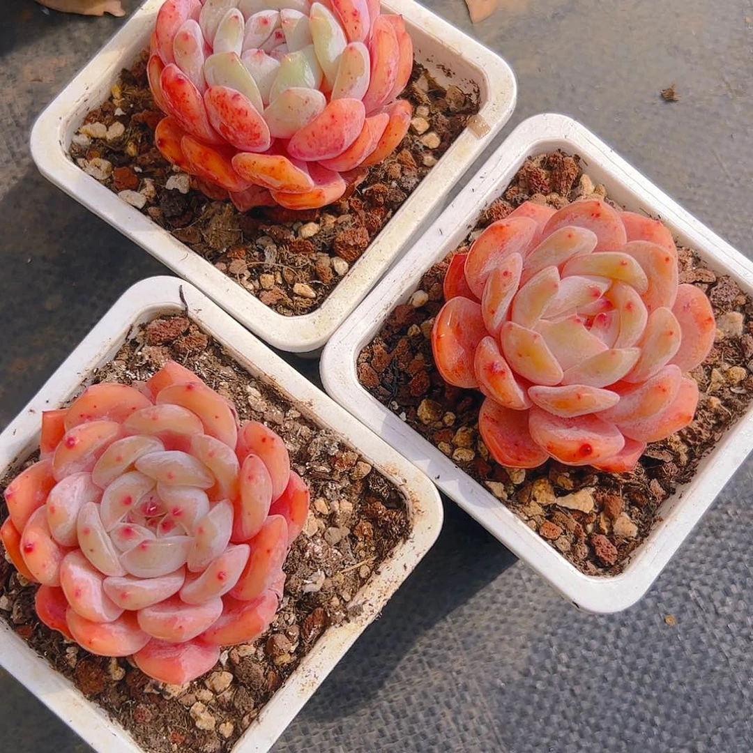 雪天使三颗3080号一物一拍