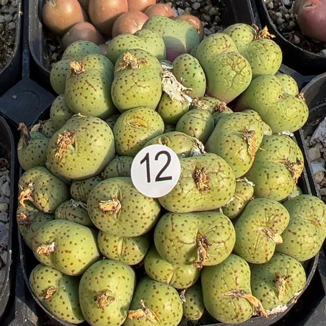 多肉植物111111111111