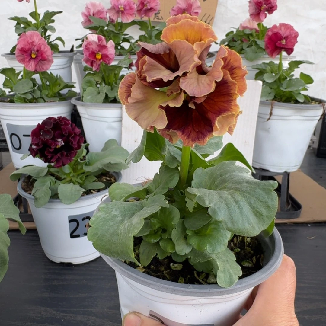 全部花朵242号洛可可