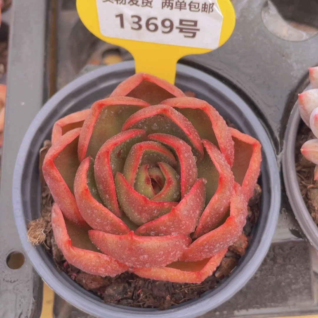 1369号 红灯单头一个