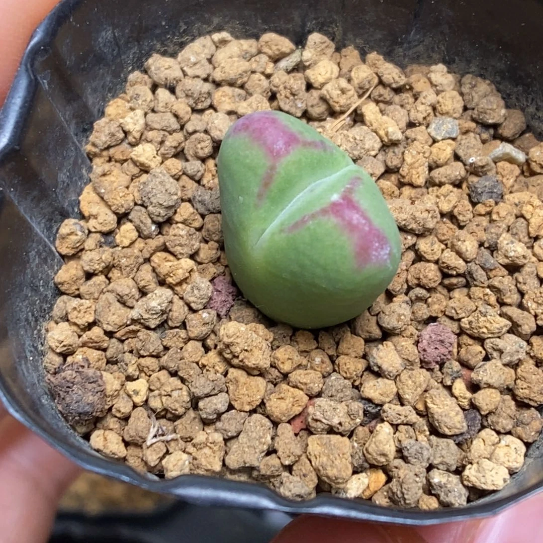 多肉植物肉锥杂交K-4676