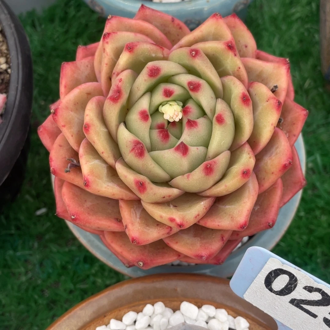 多肉植物盆栽多肉植物