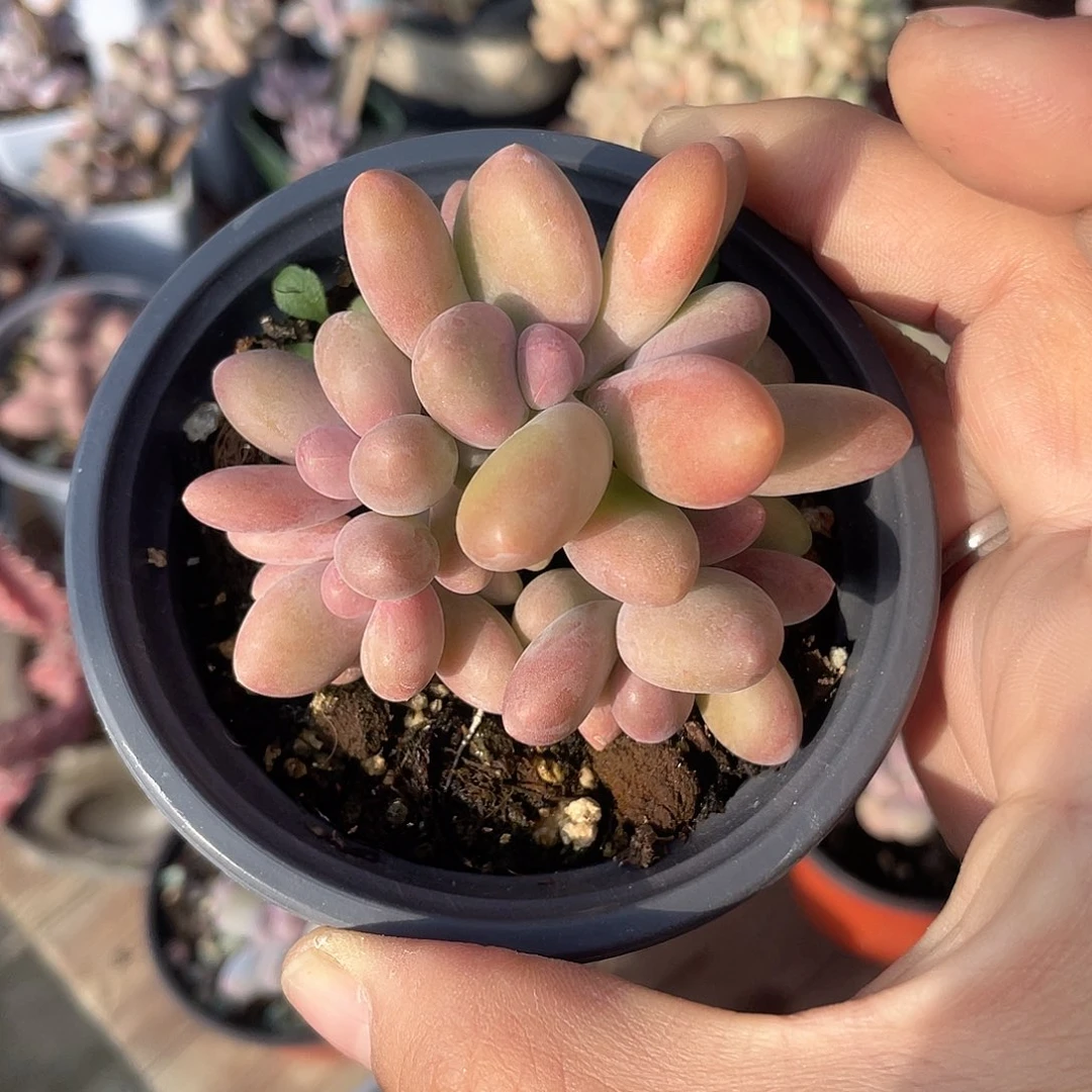 芒果群 脱土发货 9口盆