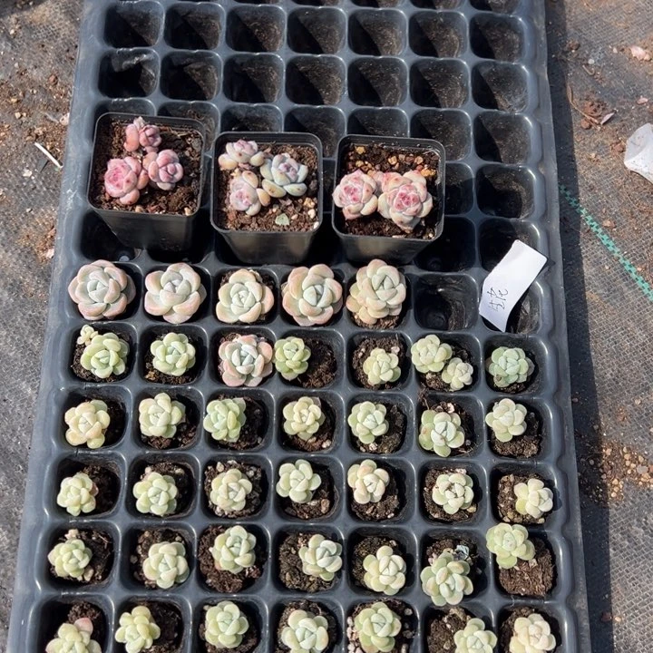 生花一物一拍专拍的