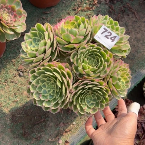 芳***724海仙朵朵多肉，