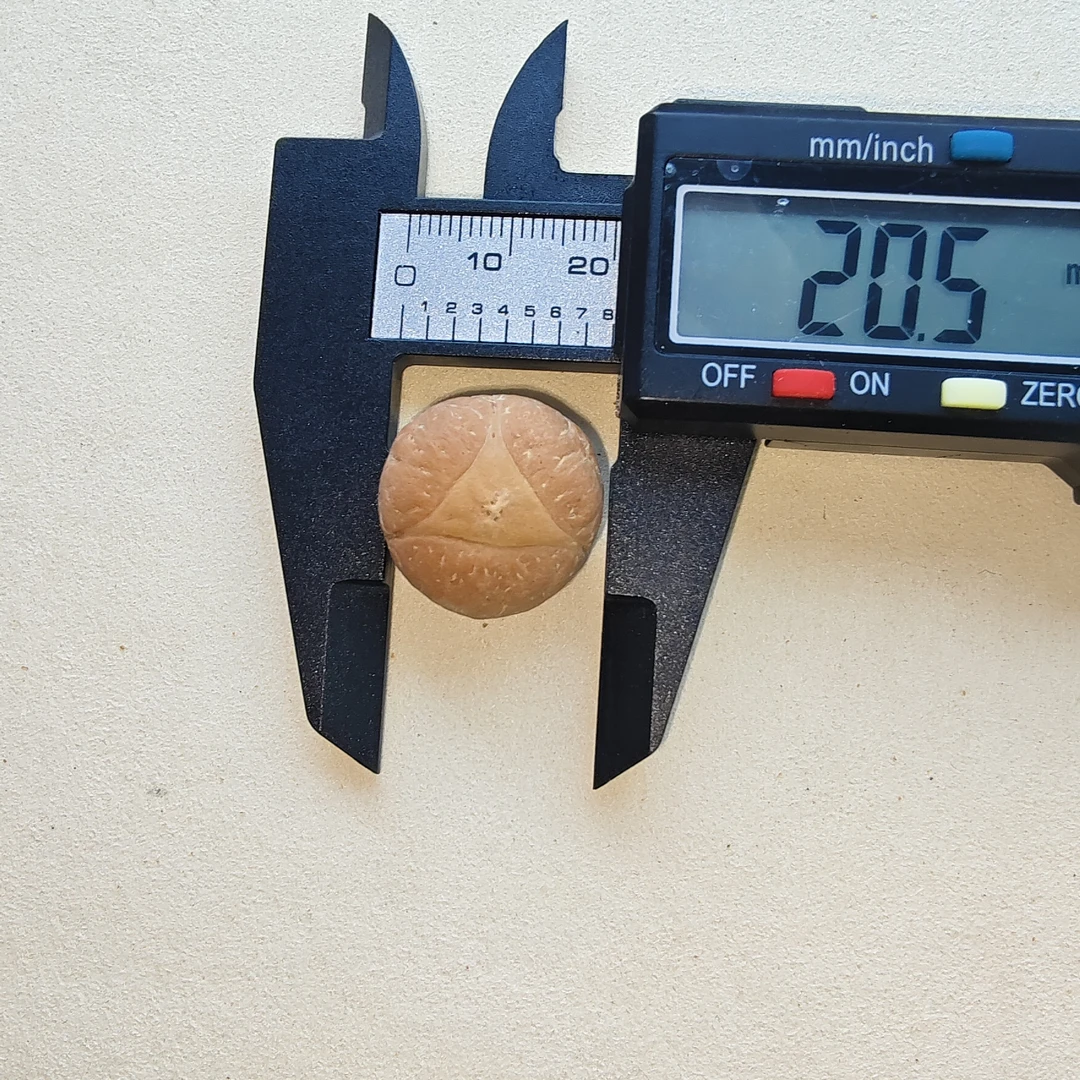 20mm+龙眼多样性发货