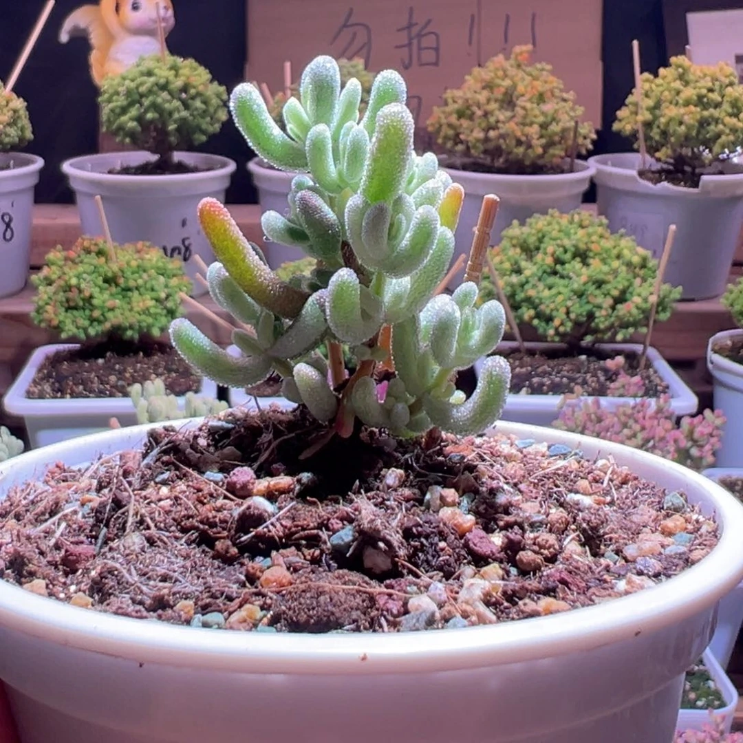 田***螂855超白一物一拍包开箱