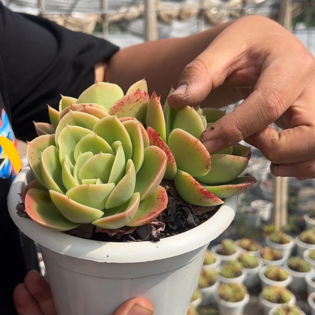 星娜塔三头起整桩