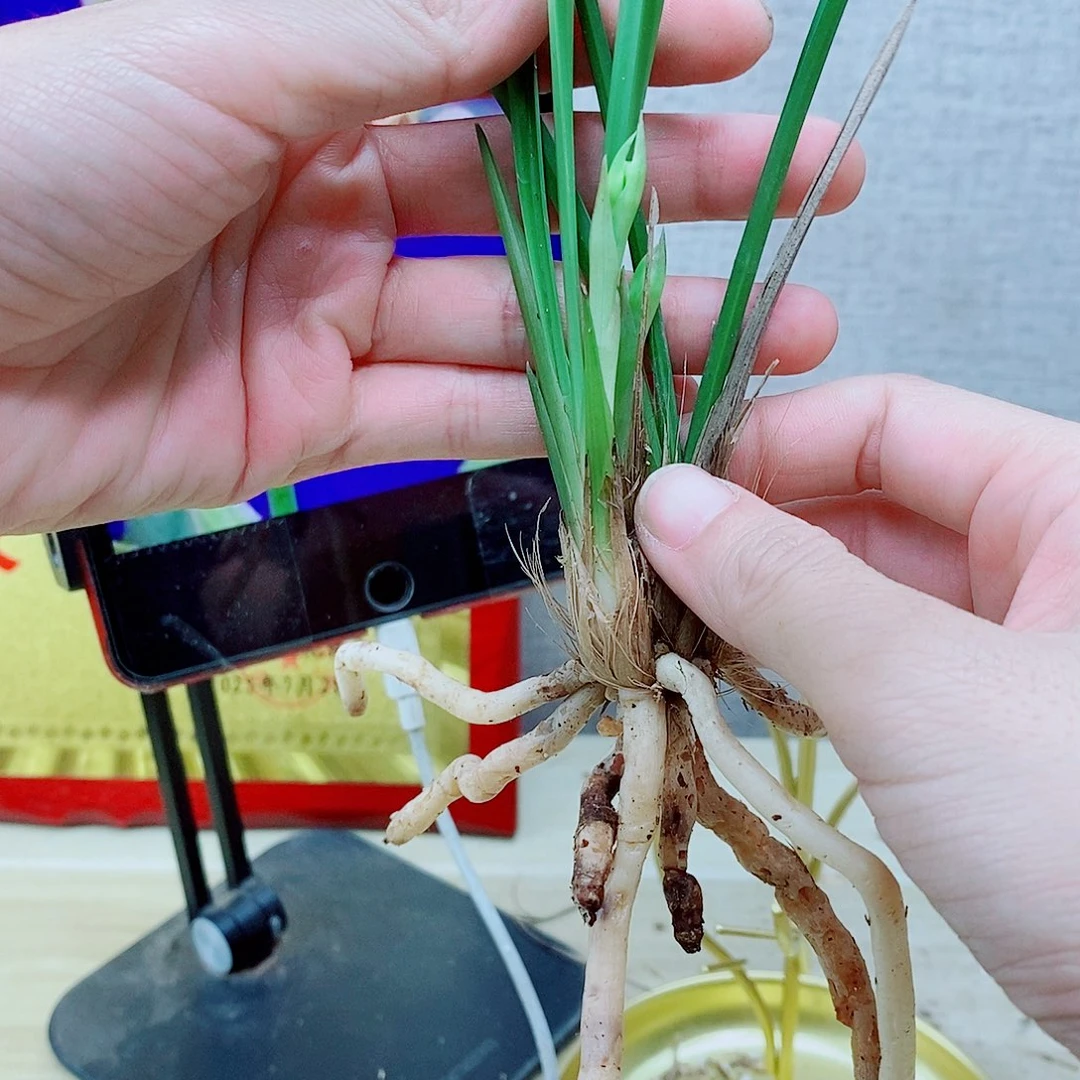 当前无花栽培后可以开花建兰…………