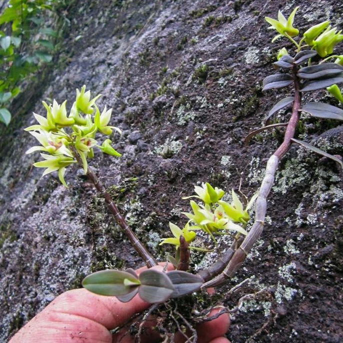 正宗贵州深山老品种铁皮石斛整株带根