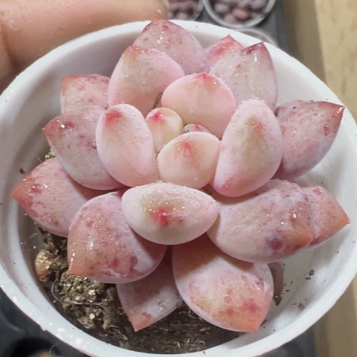 半夏精品多肉植物大战