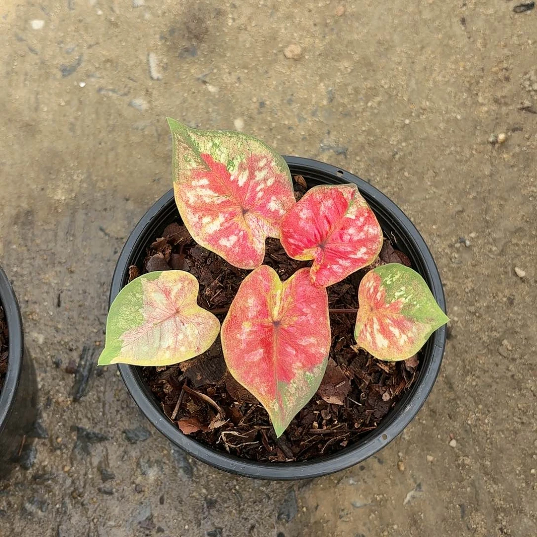 泰国彩叶芋112-0121