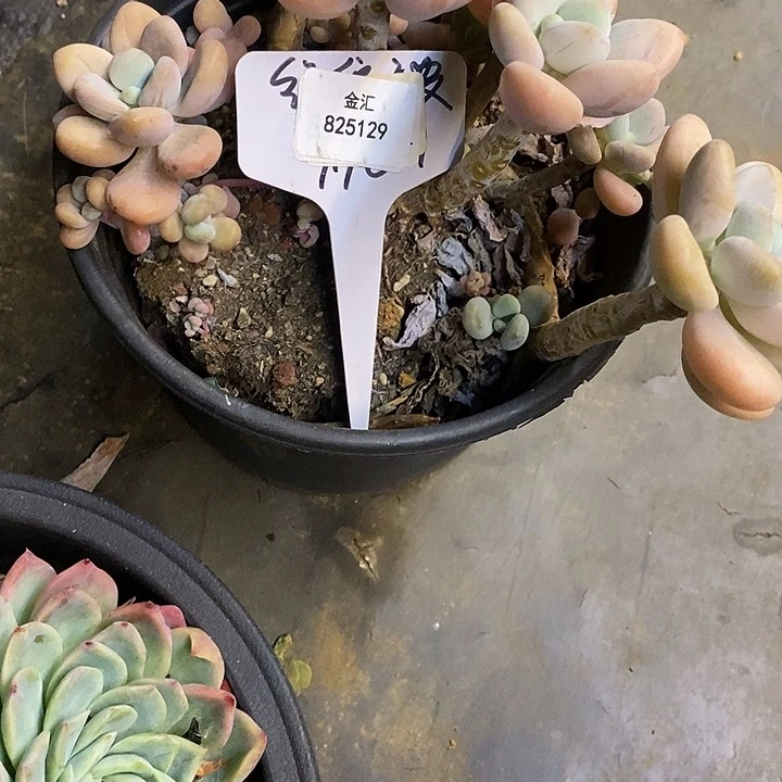 福利多多哦825129