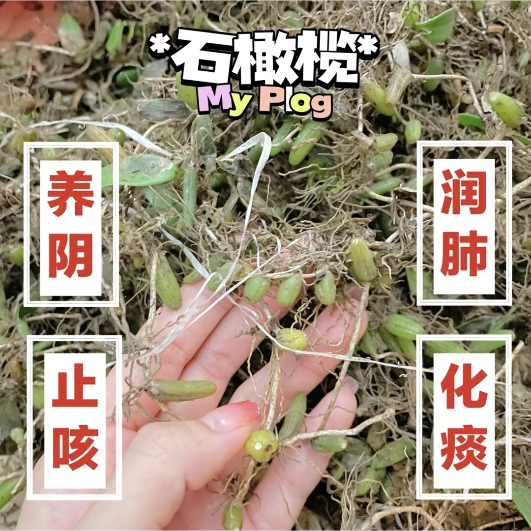 潮汕新鲜石橄榄单叶小果/500g