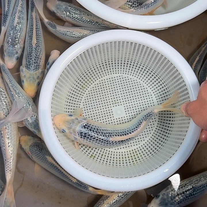 小***椒锦鲤锦鲤的故事是