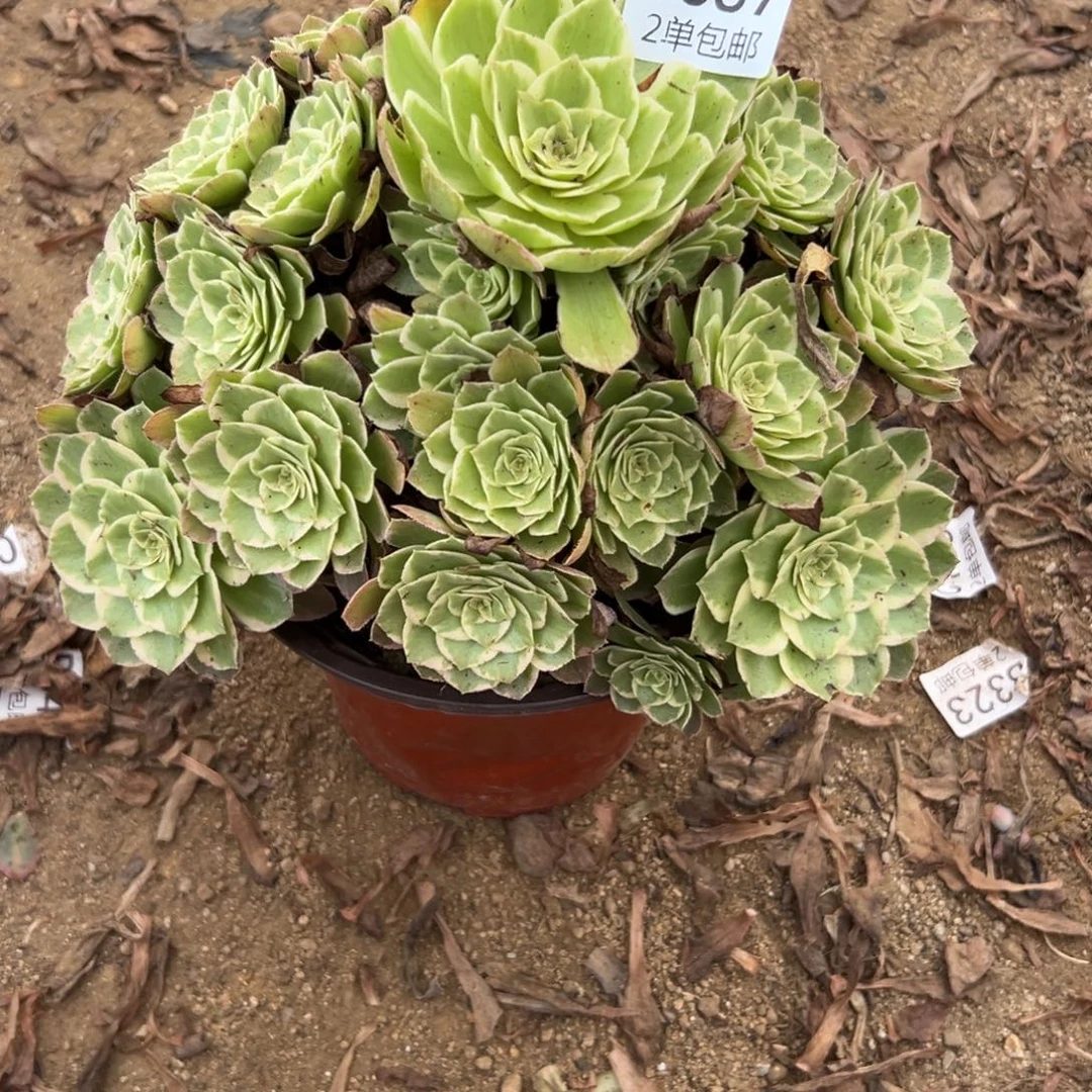 387多肉   水蜜桃不包断头