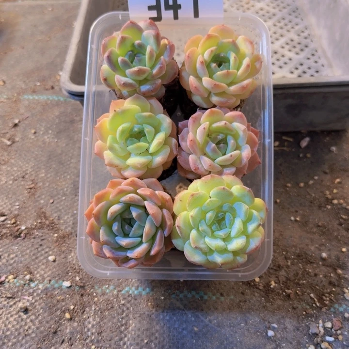347，拼盘，多肉植物