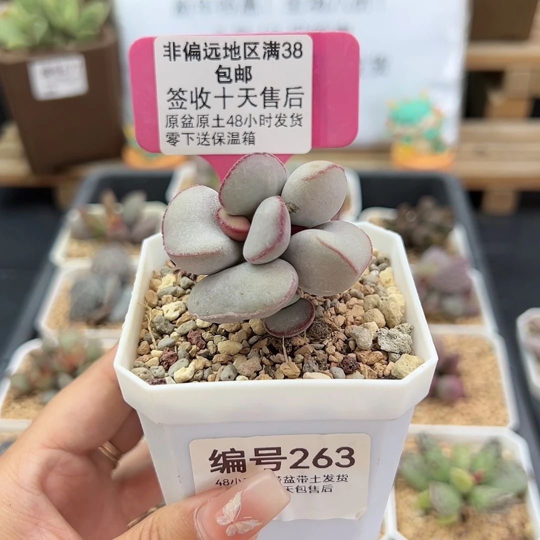 263白肌红蛋多肉植物