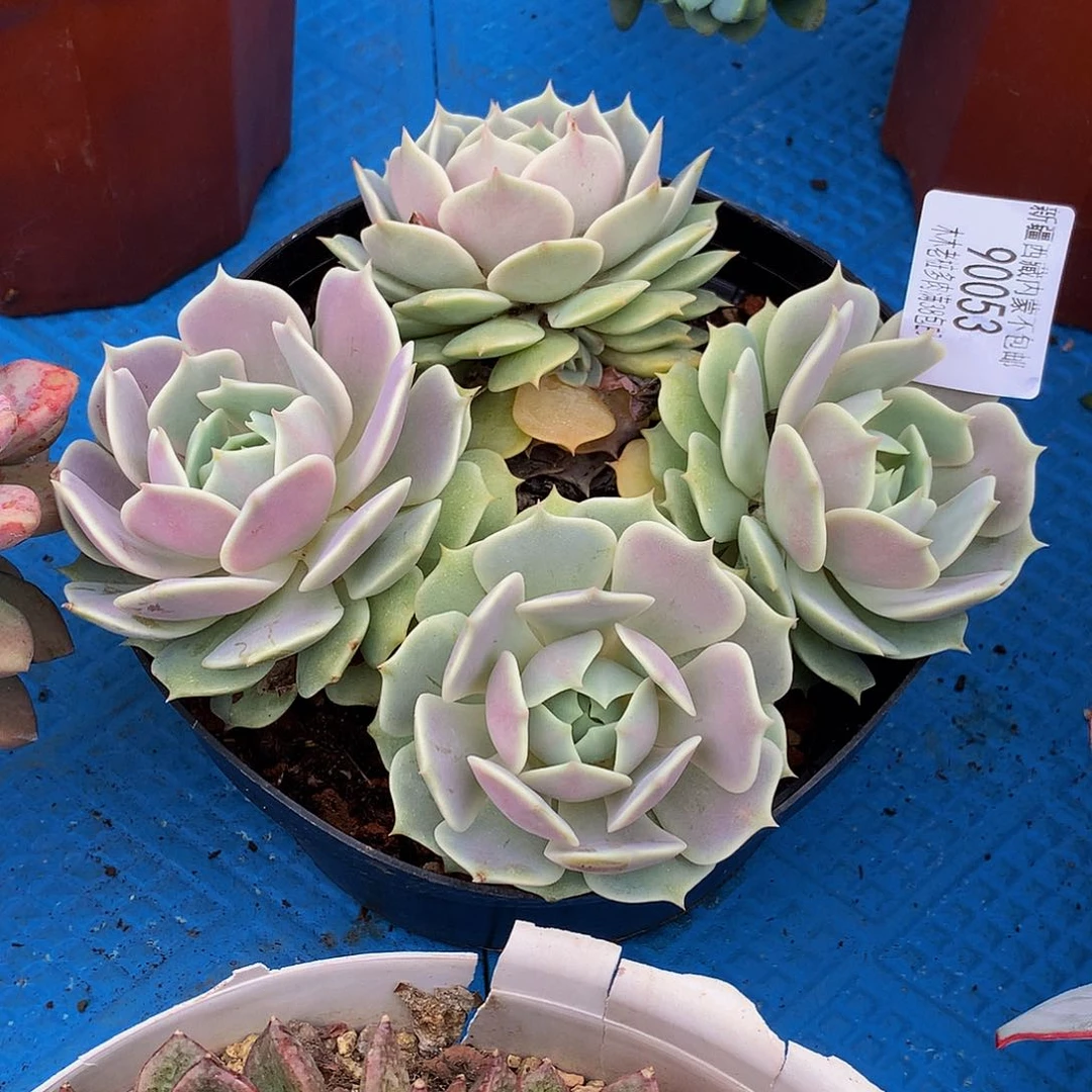 小****n   露娜莲90053