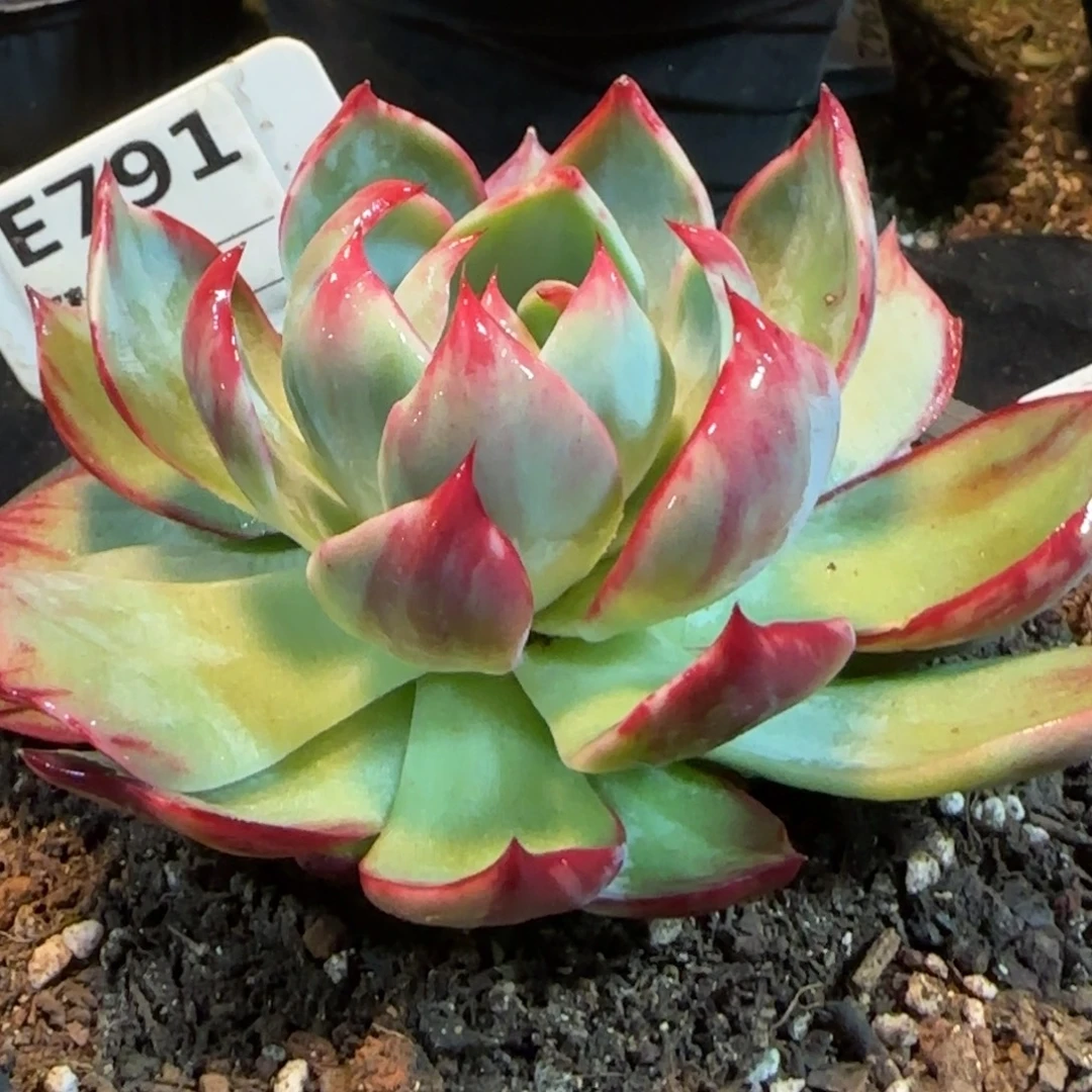 花脸拉丝惊鸿一物一拍包装收缩花旱791