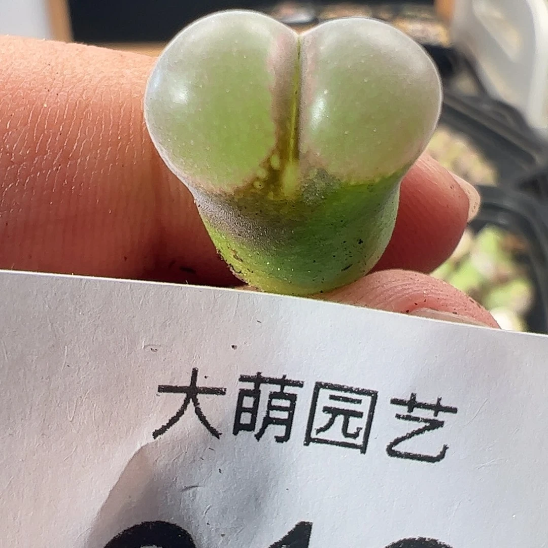 一物一拍。     春见风铃。619