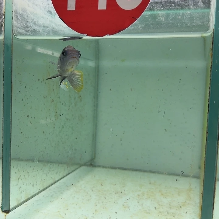 海水143野生伦度费恩