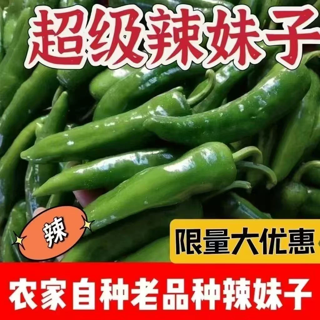 【早尖青椒】湛江徐闻农家新鲜辣椒早尖青椒新鲜香辣