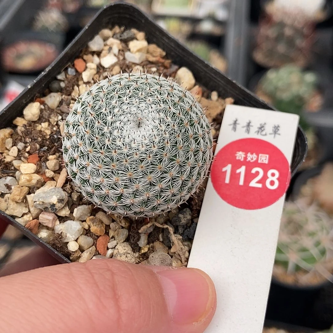 实生恋山彦3.5cm一棵仙人球