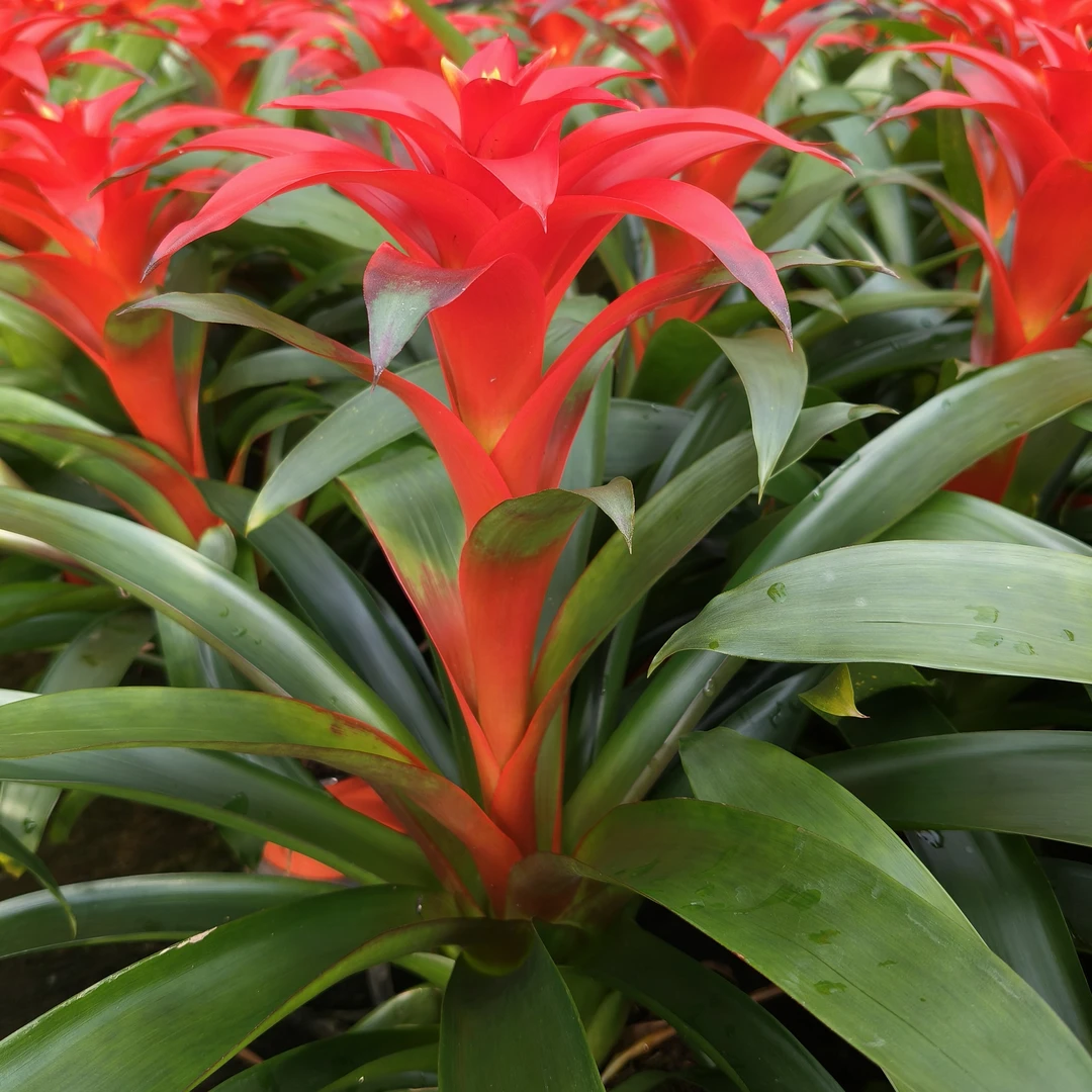 年宵花 凤梨花 鸿运当头 盆栽花