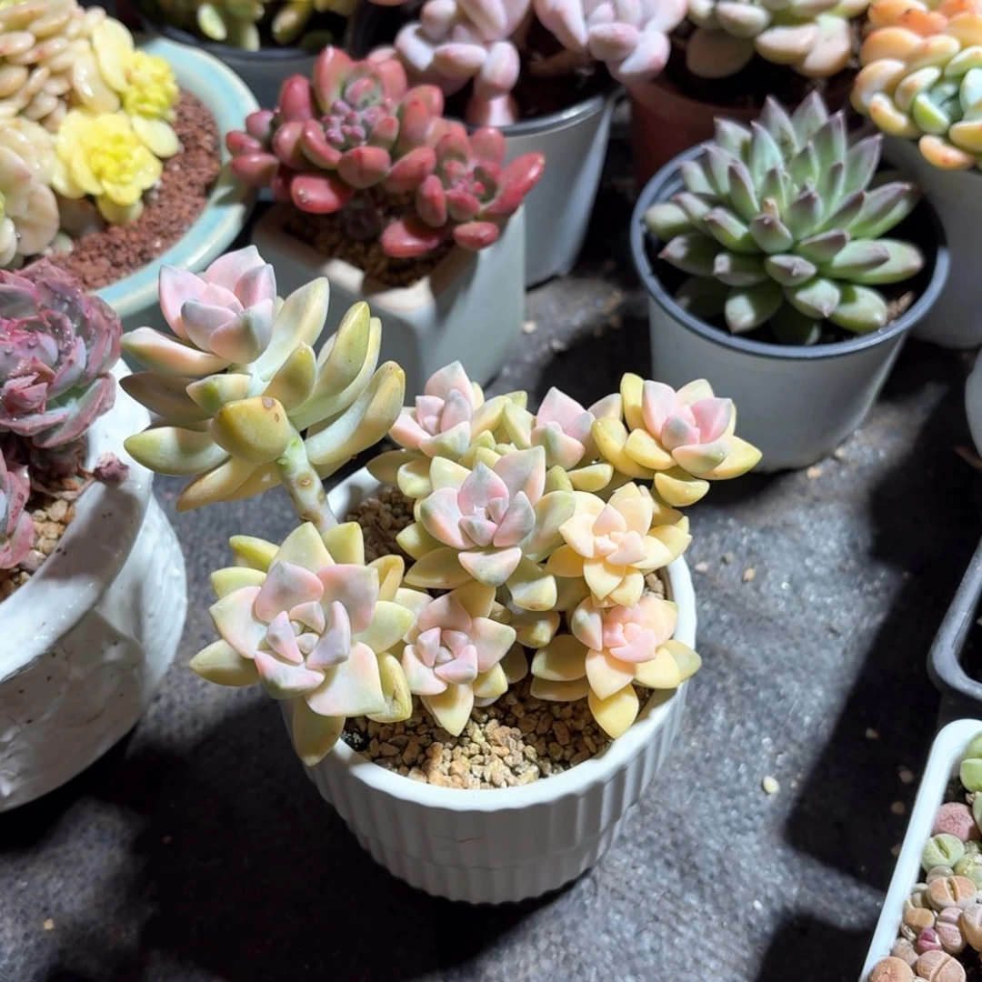 糯*美杏锦多肉白色圆盆