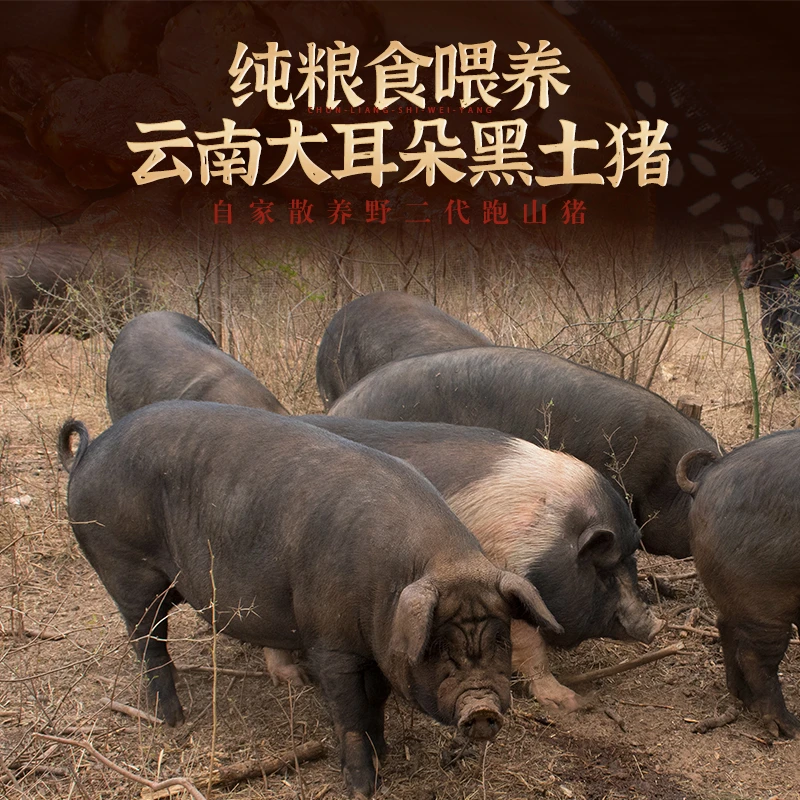 云南高山散放慢养土黑猪改价链接