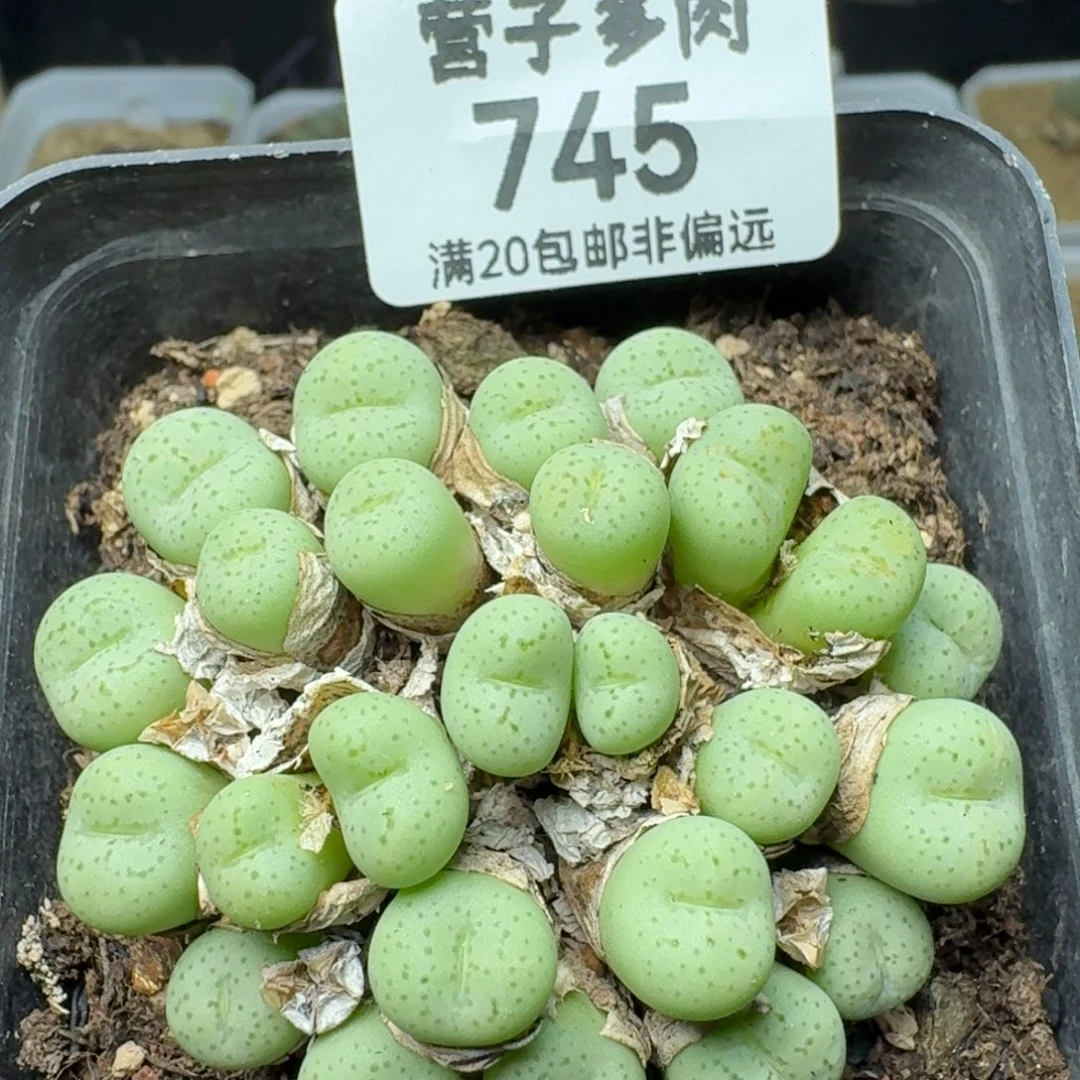 带盆土。