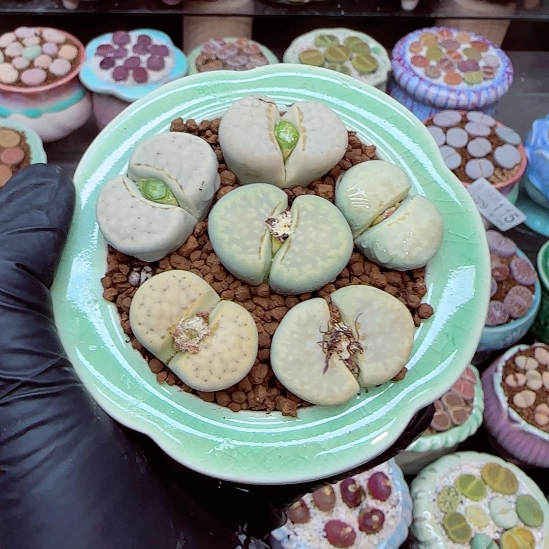 生石花满18包邮1229-130