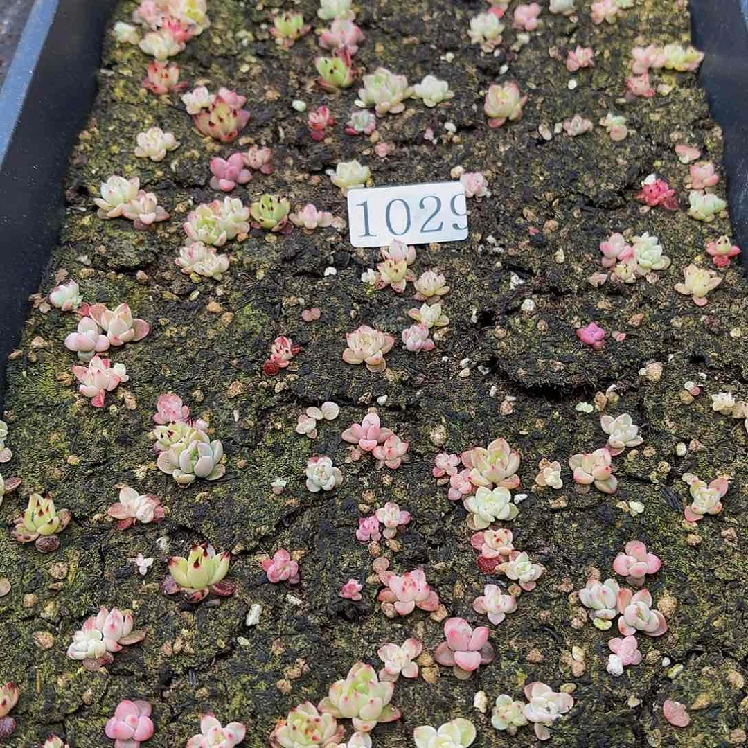 多肉植物多肉植物1029