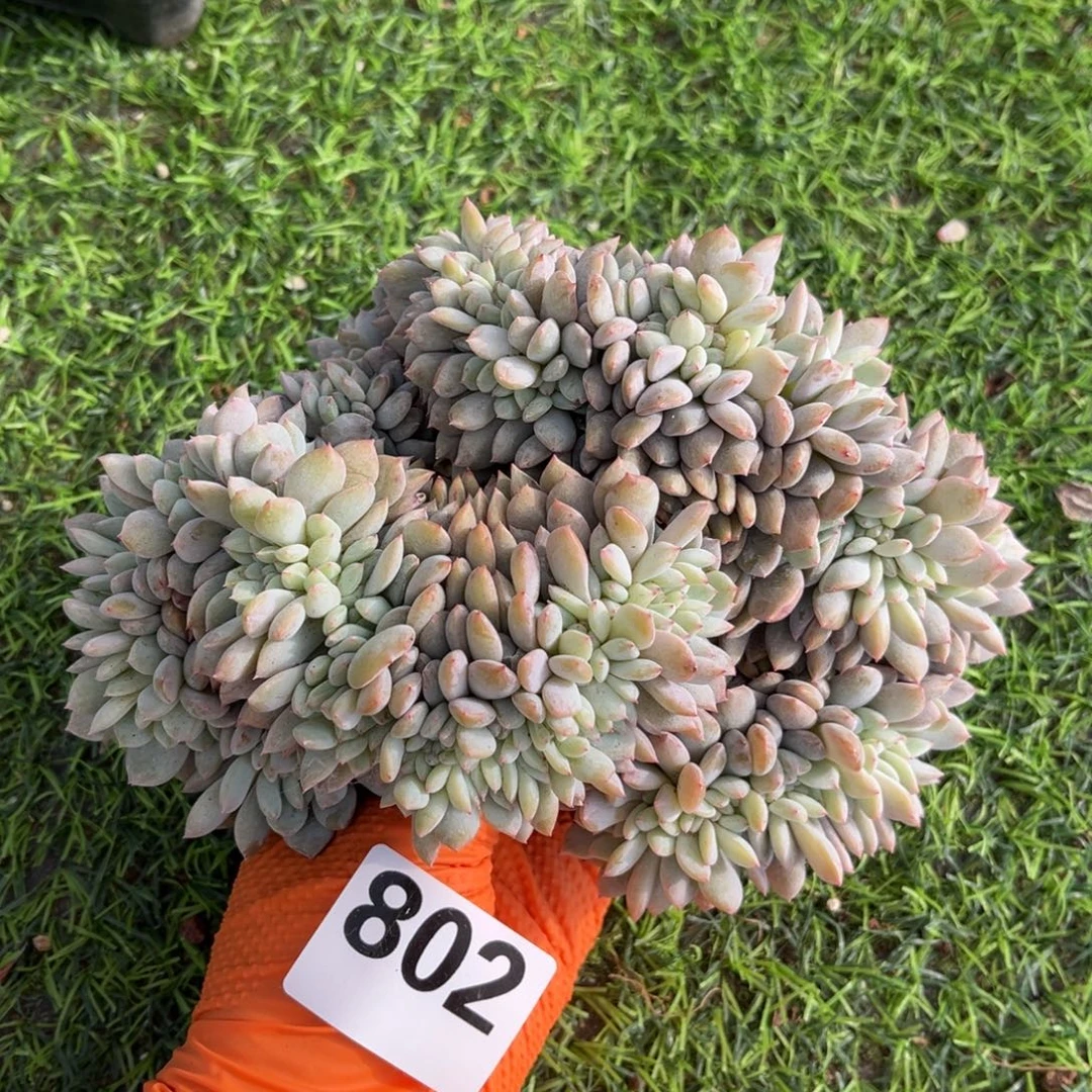 802号新疆西藏内蒙古不包邮