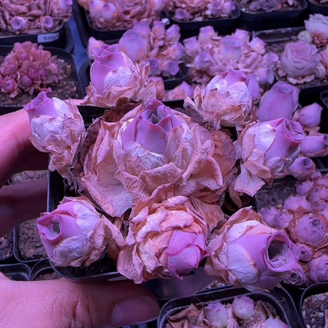 半城玫瑰七方杯福利617