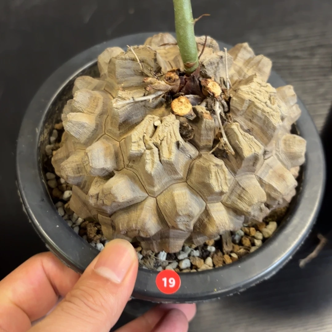 龟甲龙带盆包邮发货