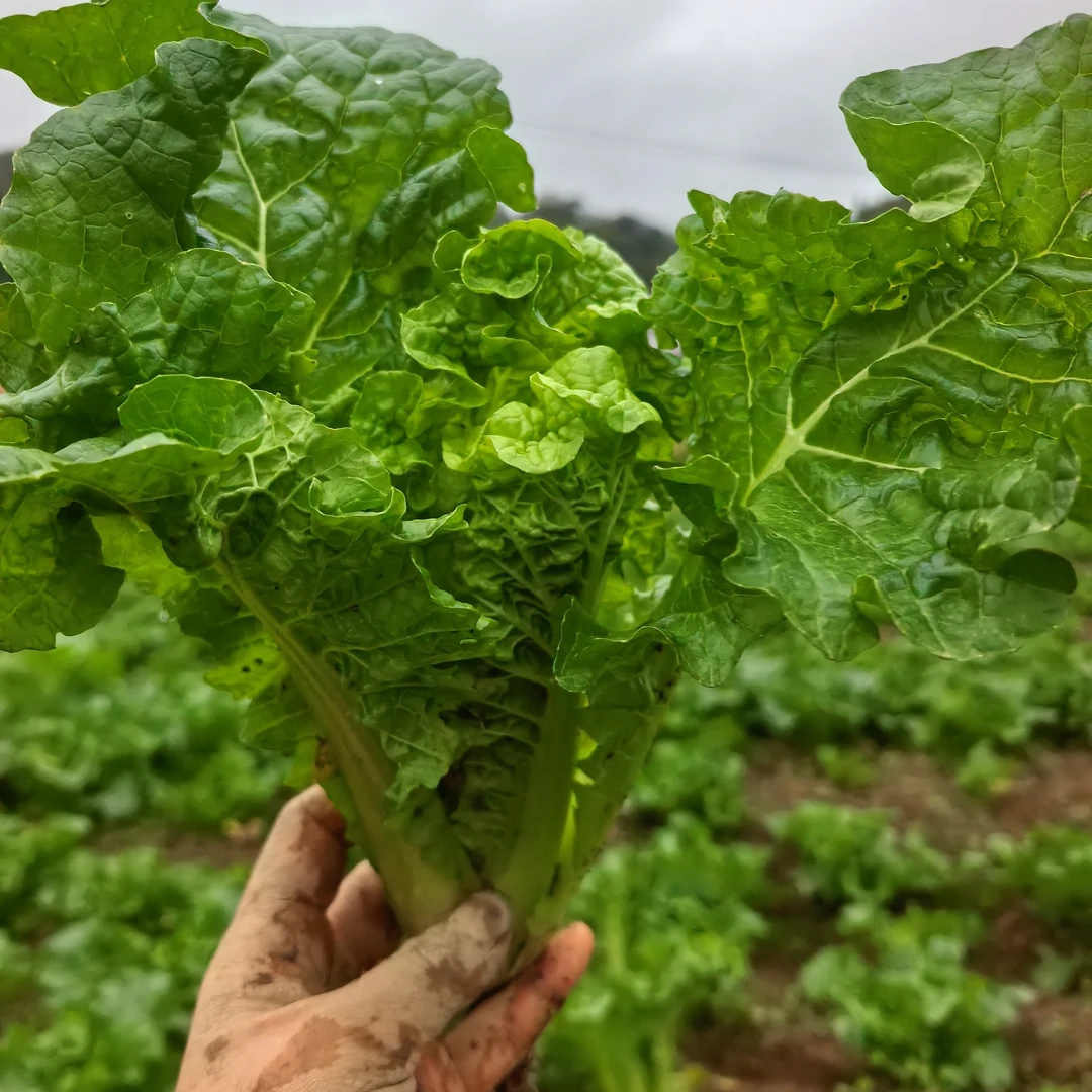贵州农家自种新鲜蔬菜小颗麻叶菜自然成熟老品种大白菜绿叶菜包邮