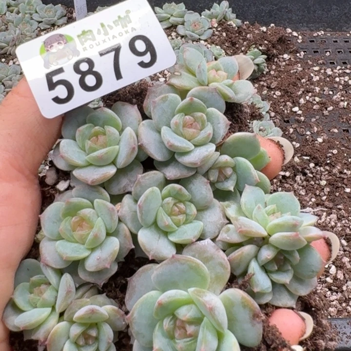 多肉植物多肉植物