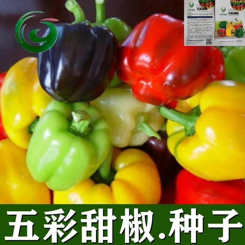五彩甜椒种子辣椒红黄四季盆栽阳台黄辣椒高产蔬菜种子大彩