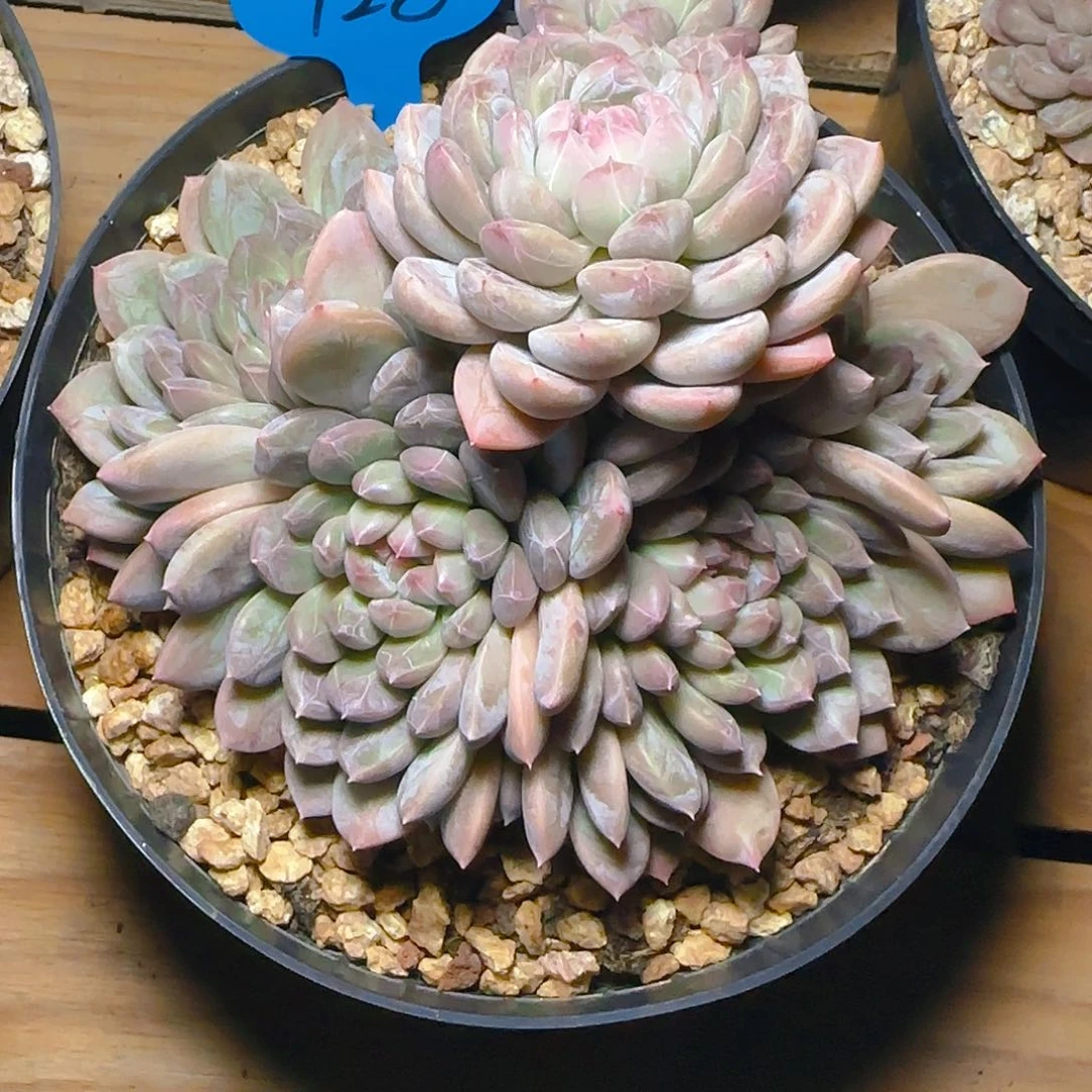 至**刻百达翡翠128号一物一拍