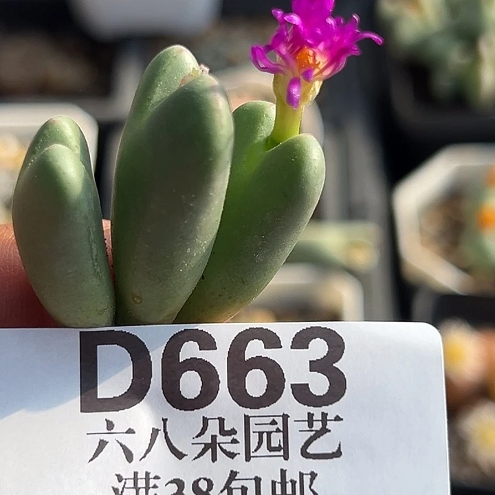 663号紫花大将wzzyyyxyxx