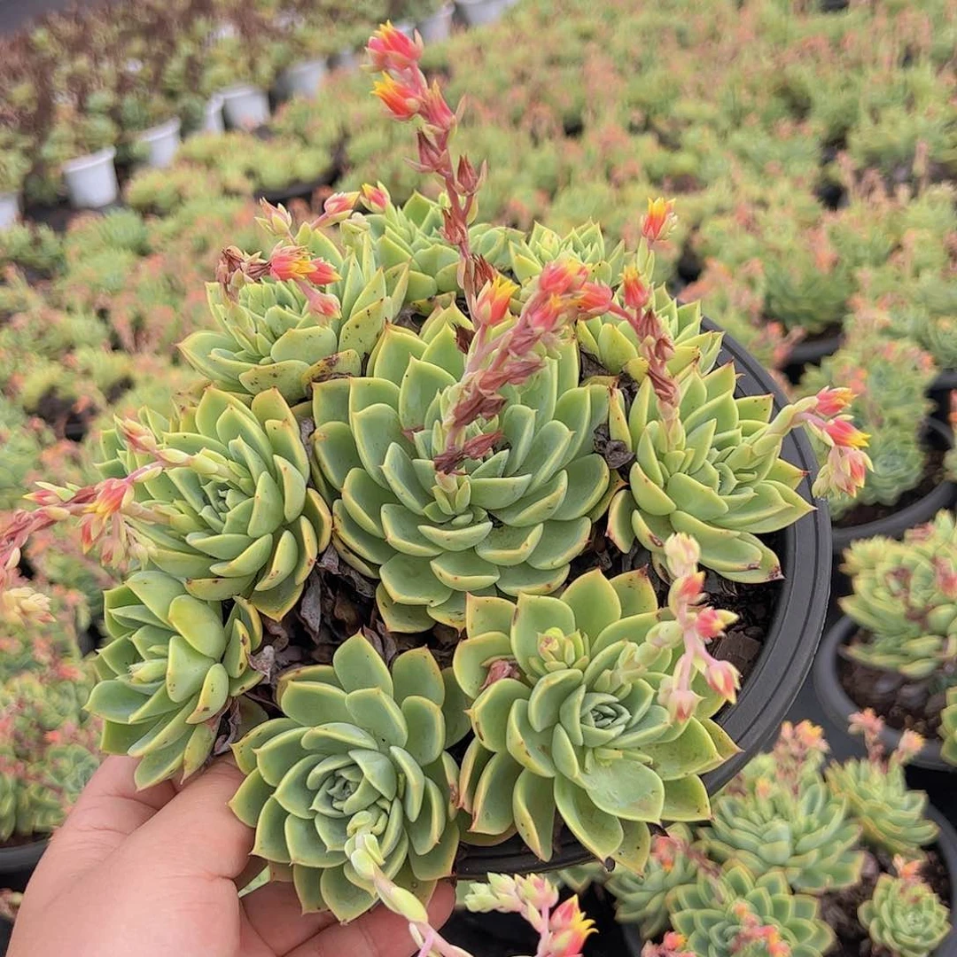 三色堇手捧露养老桩