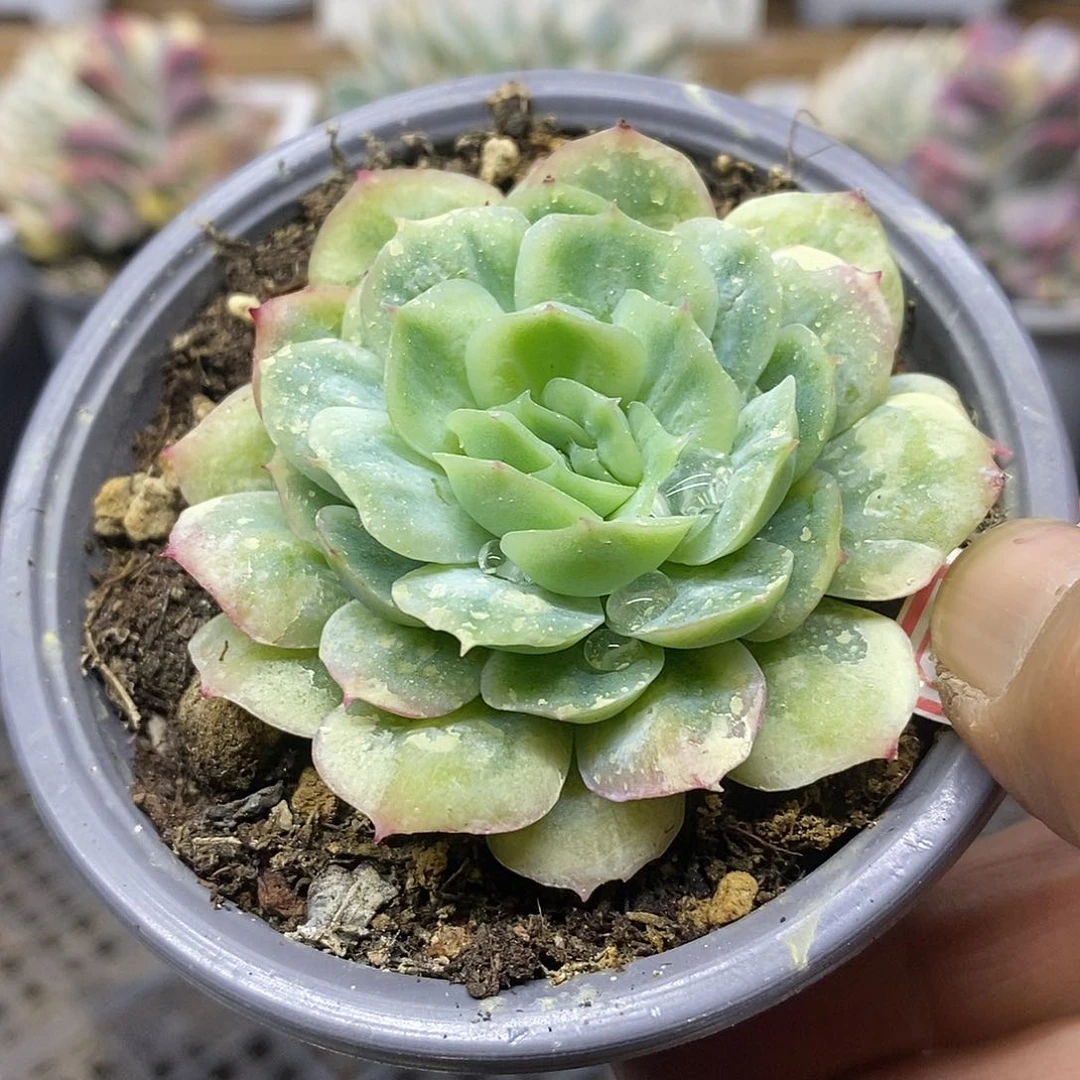 0852 泡泡纱裙多肉