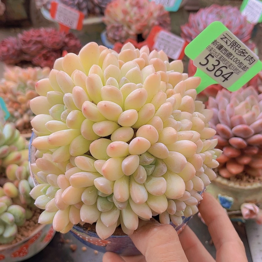 5364白桃美人有个杆子有瑕