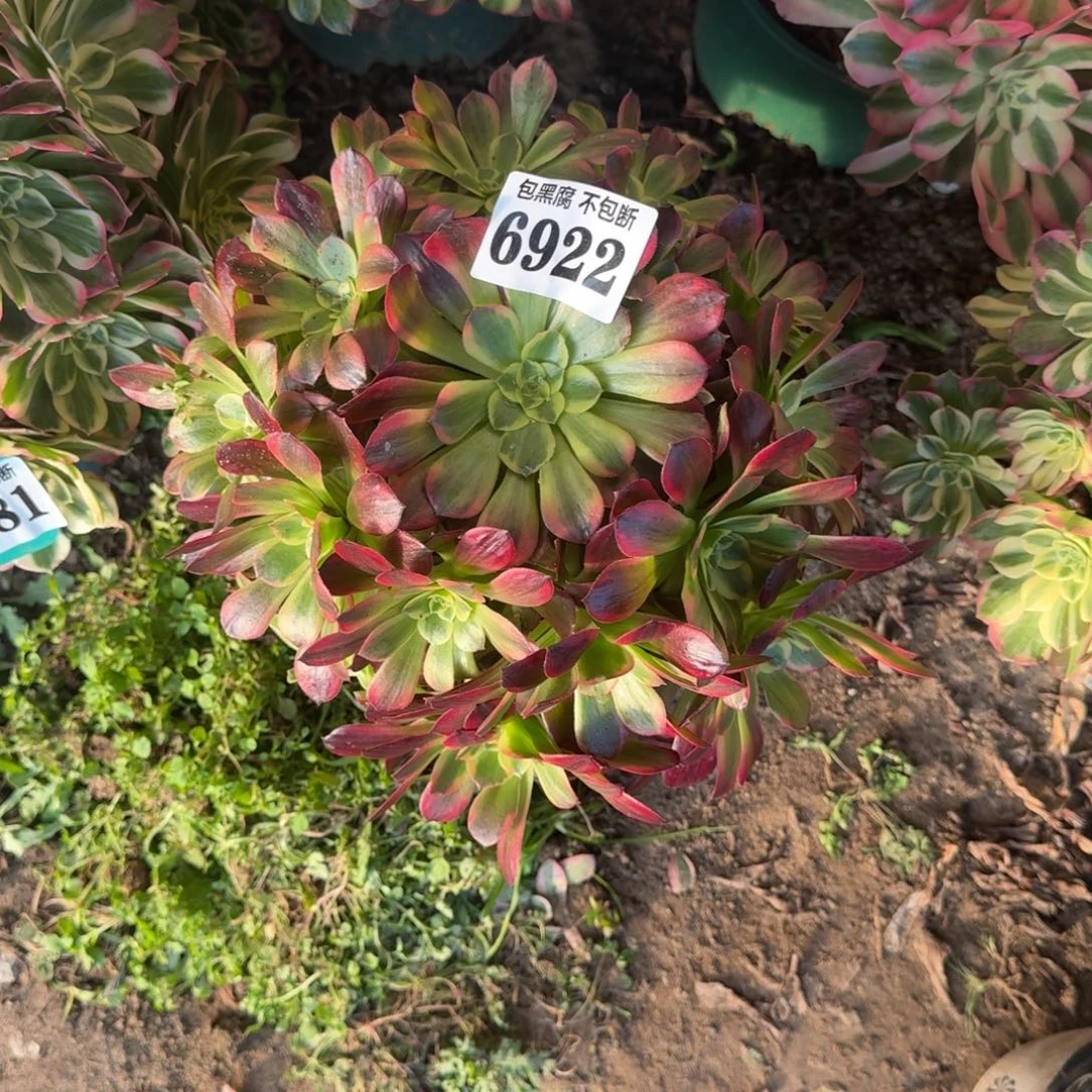 法师安娜玫瑰6922 19-31