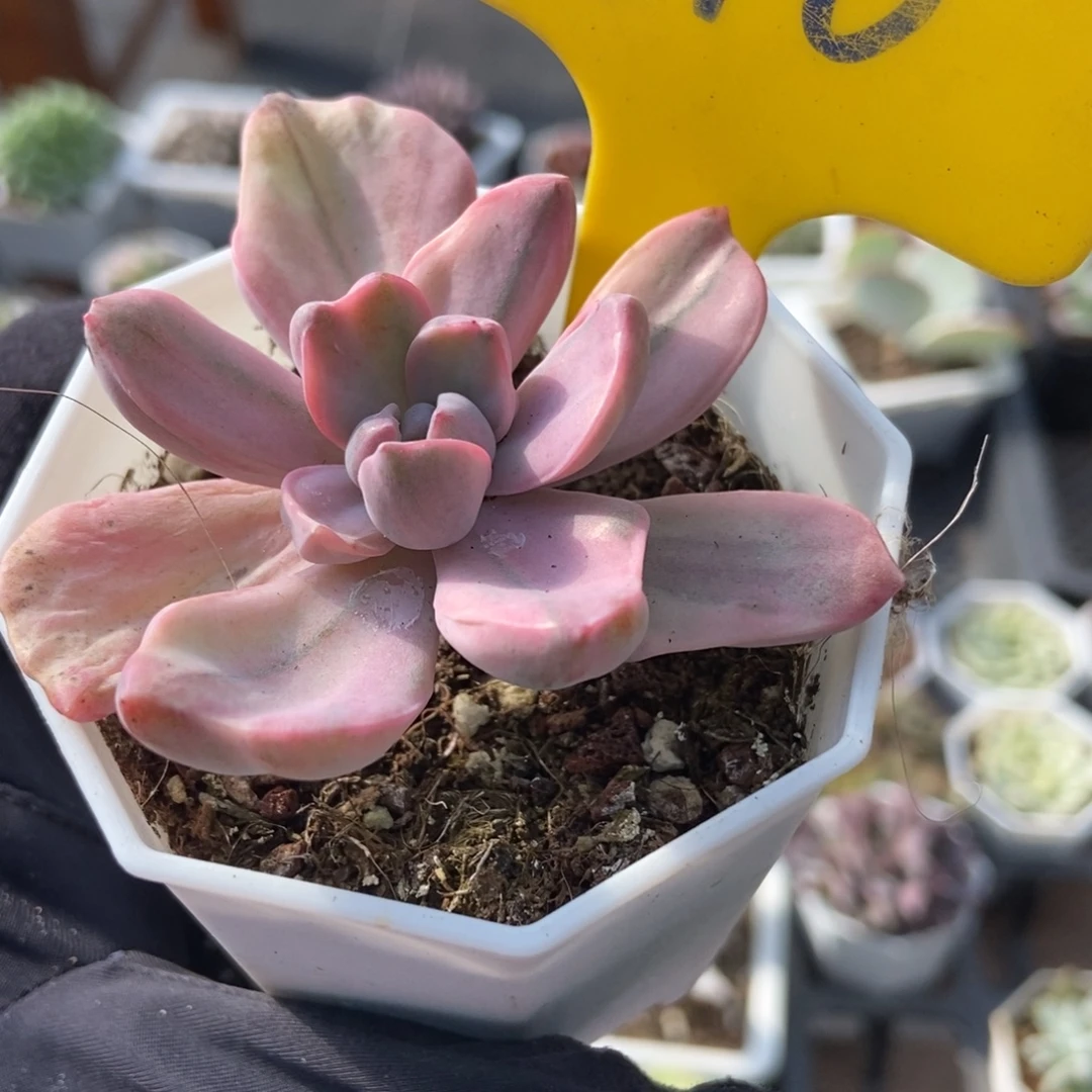 610彩虹糖锦多肉植物